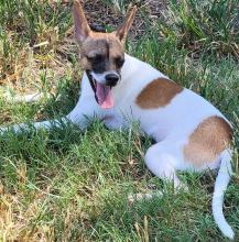 Whippet cross fox sales terrier